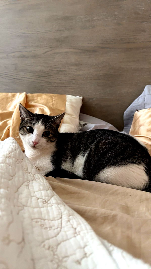 xcatlyn image ~ Altpins