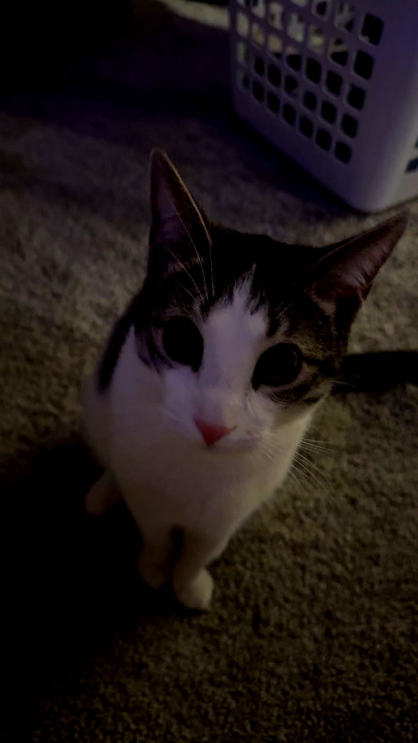 xcatlyn image ~ Altpins