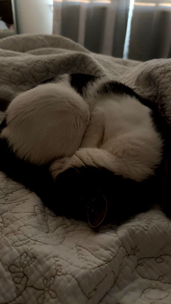 xcatlyn image ~ Altpins