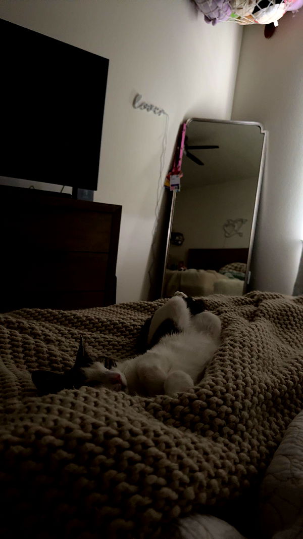 xcatlyn image ~ Altpins