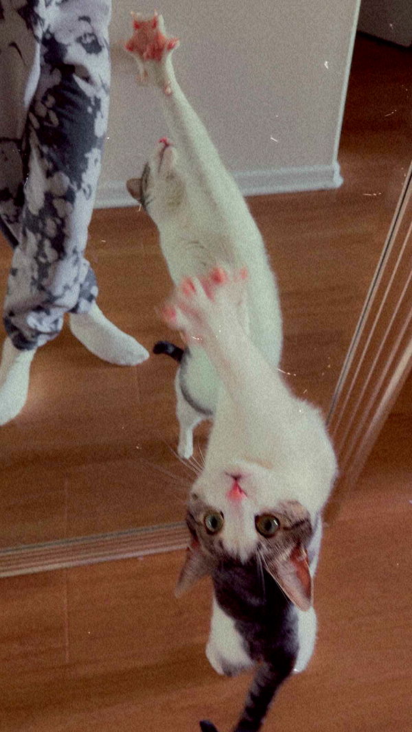 xcatlyn image ~ Altpins