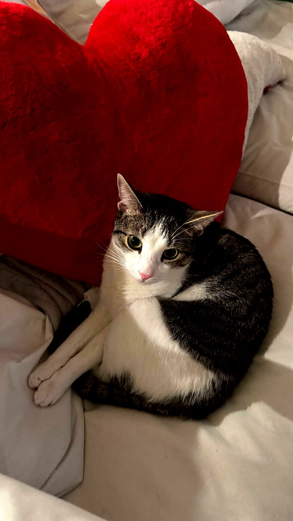 xcatlyn image ~ Altpins