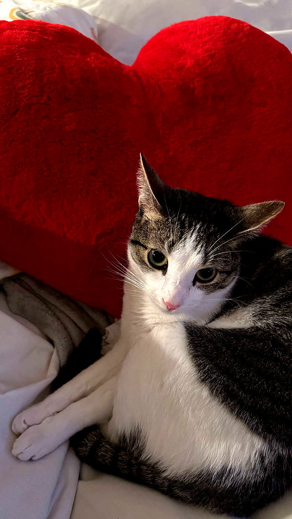 xcatlyn image ~ Altpins