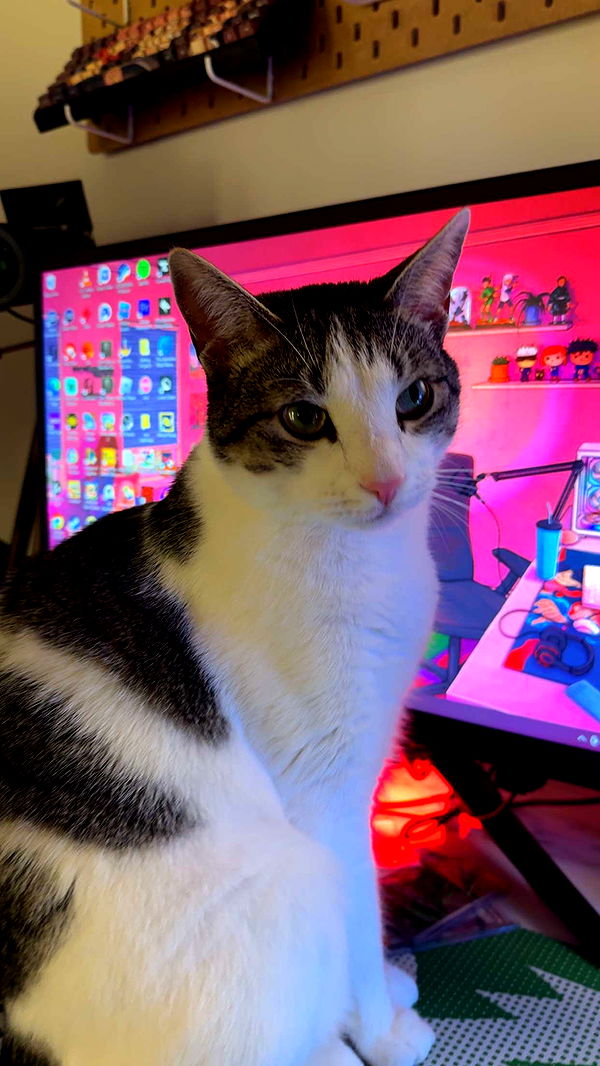 xcatlyn image ~ Altpins