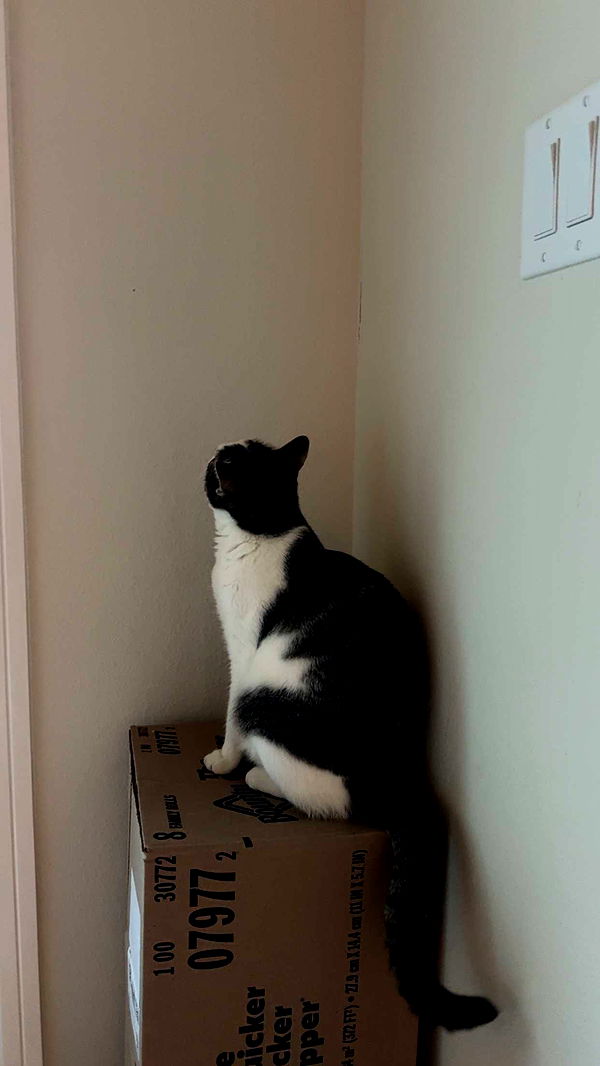 xcatlyn image ~ Altpins