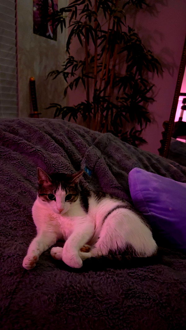 xcatlyn image ~ Altpins