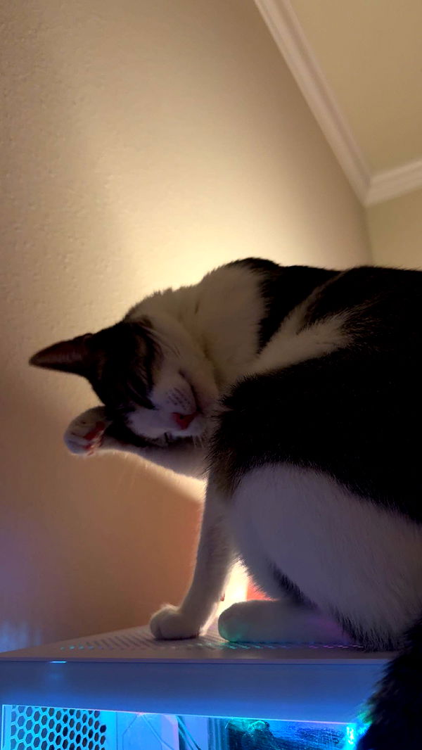 xcatlyn image ~ Altpins