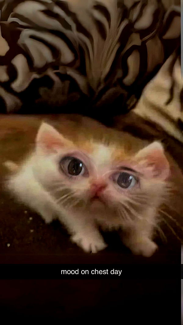 xcatlyn image ~ Altpins