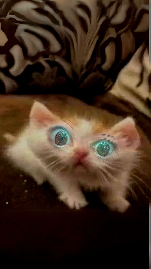 xcatlyn image ~ Altpins