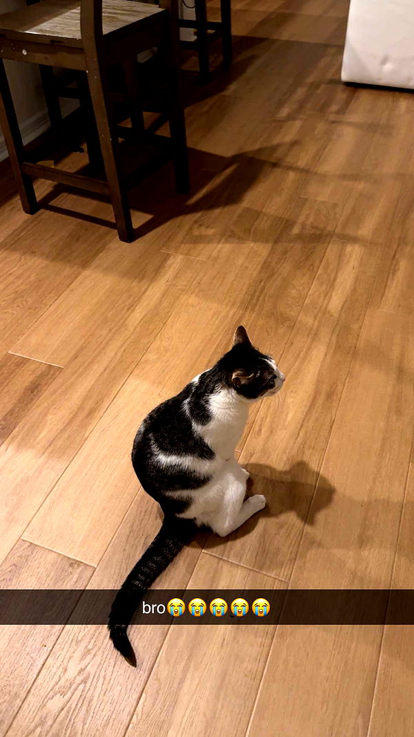 xcatlyn image ~ Altpins