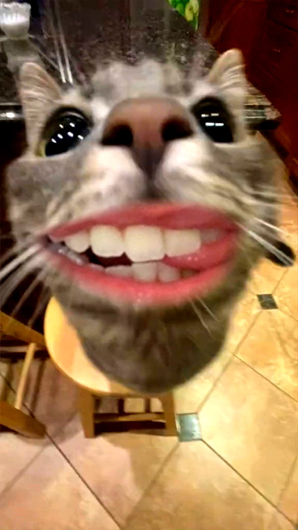 xcatlyn image ~ Altpins