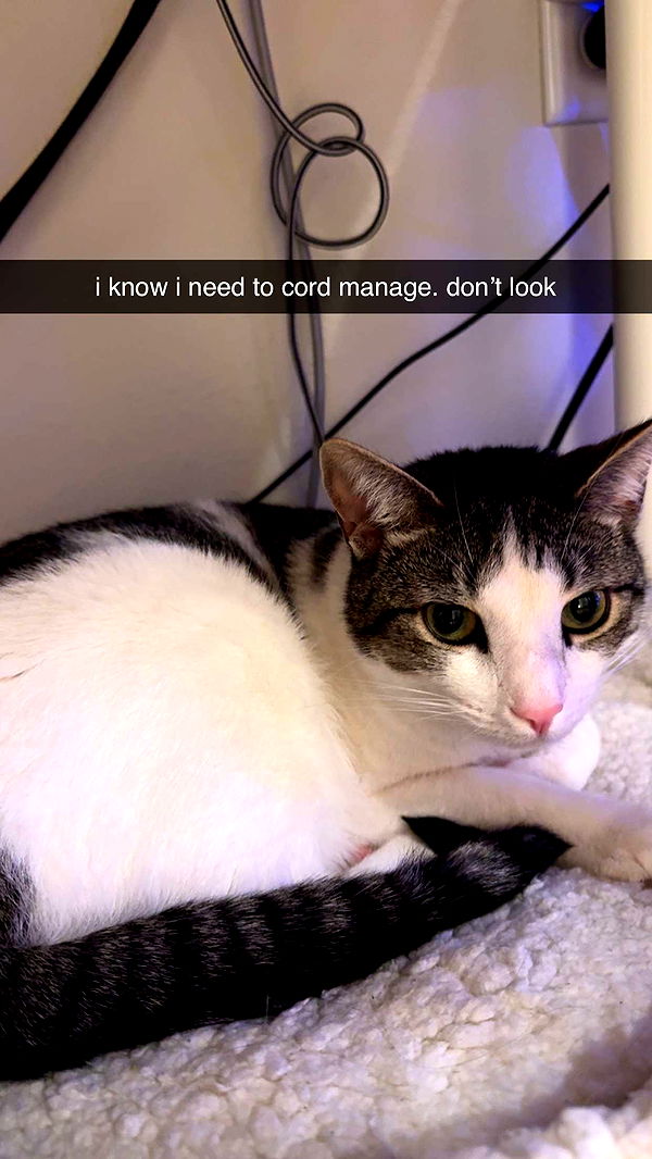 xcatlyn image ~ Altpins