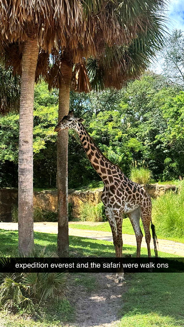 xcatlyn image ~ Altpins