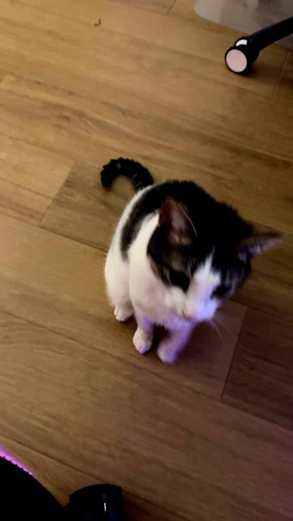 xcatlyn image ~ Altpins