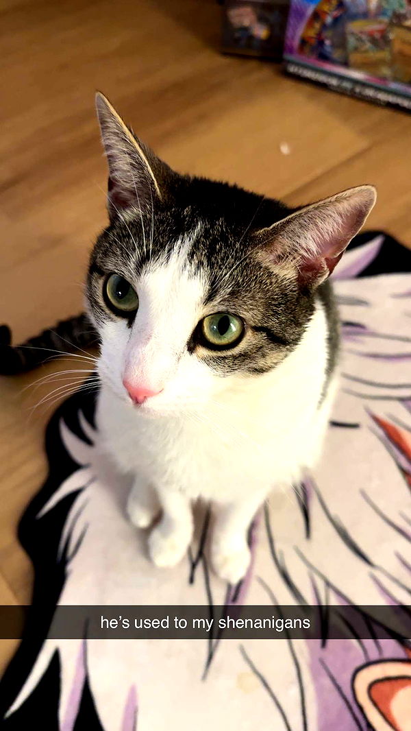 xcatlyn image ~ Altpins