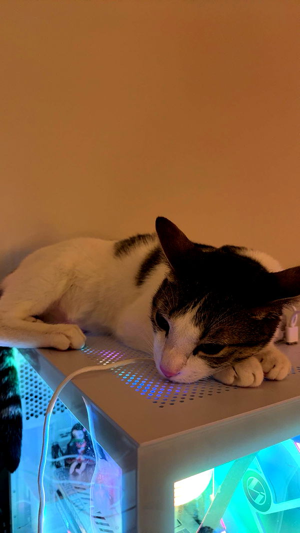 xcatlyn image ~ Altpins