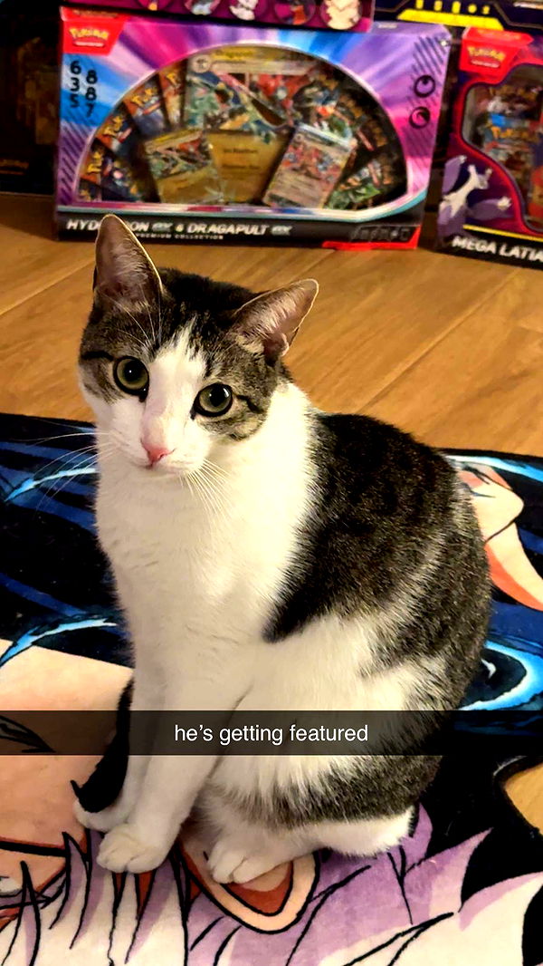 xcatlyn image ~ Altpins