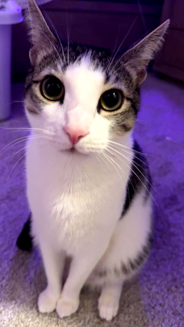 xcatlyn image ~ Altpins