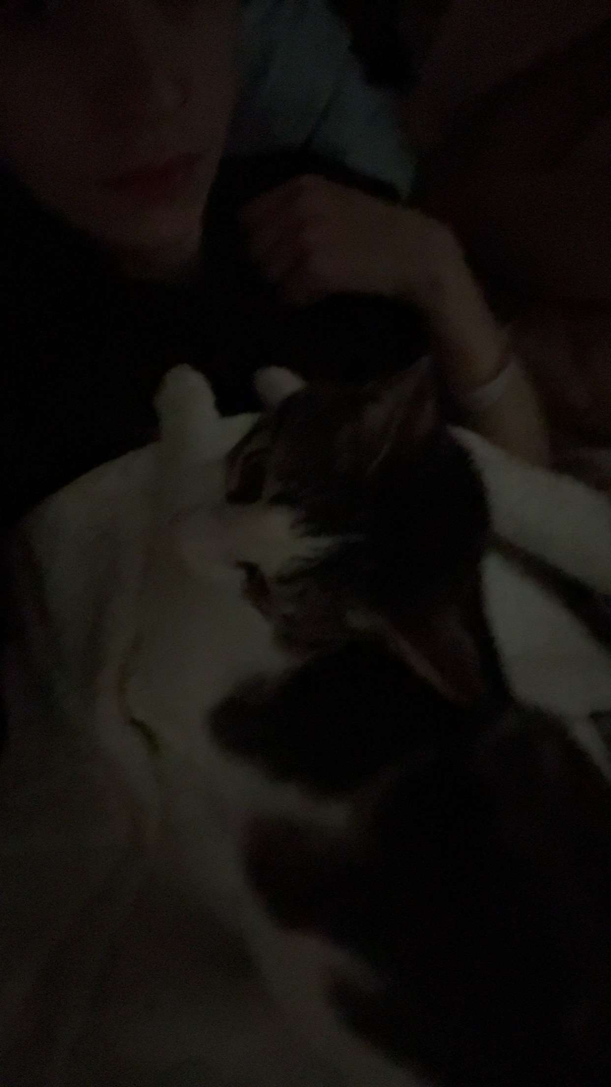 xcatlyn snapchat image archive image