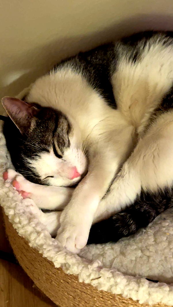 xcatlyn image ~ Altpins