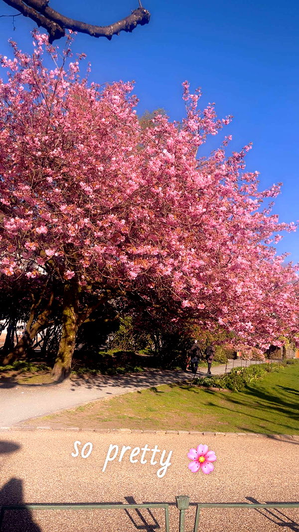 xeliabunny image ~ Altpins