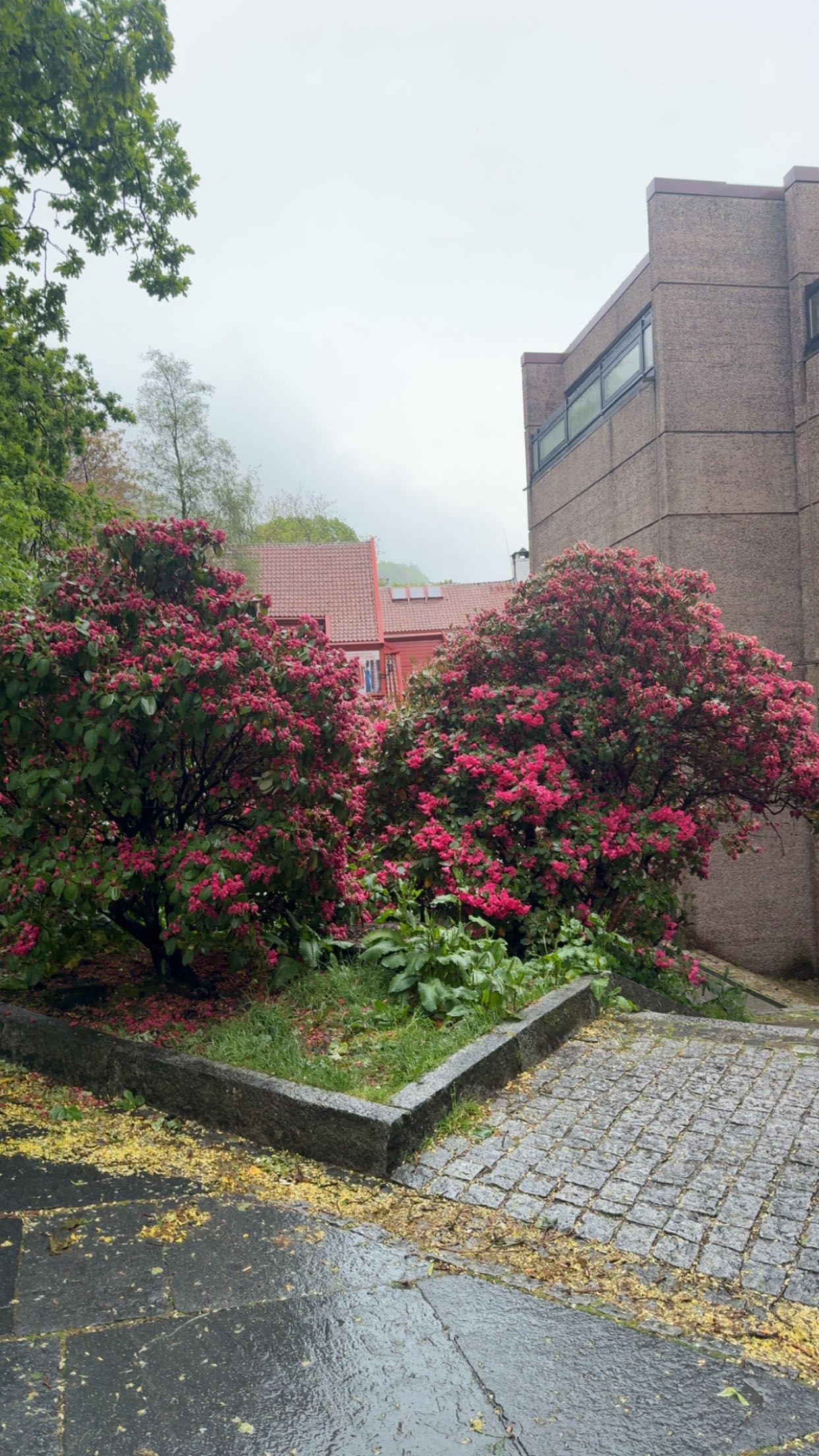 xeliabunny snapchat image archive image