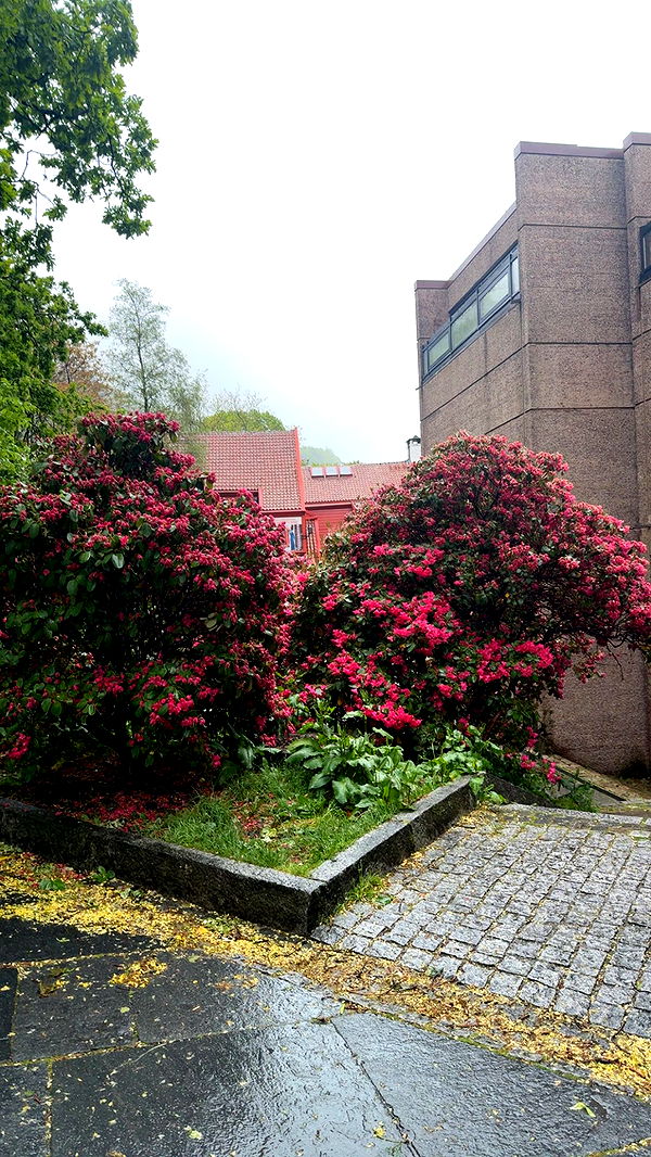 xeliabunny image ~ Altpins