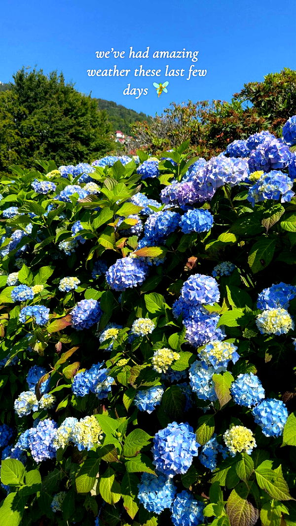 xeliabunny image ~ Altpins