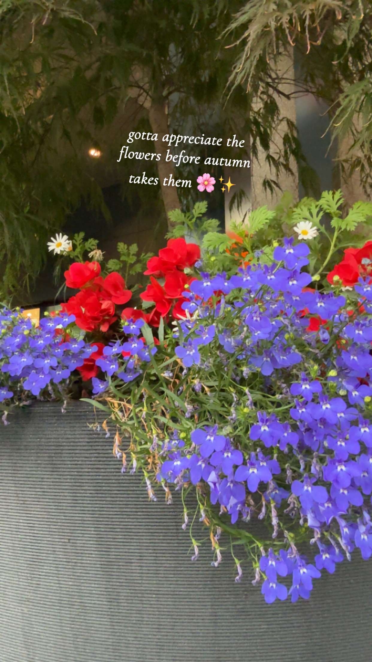 xeliabunny snapchat image archive image