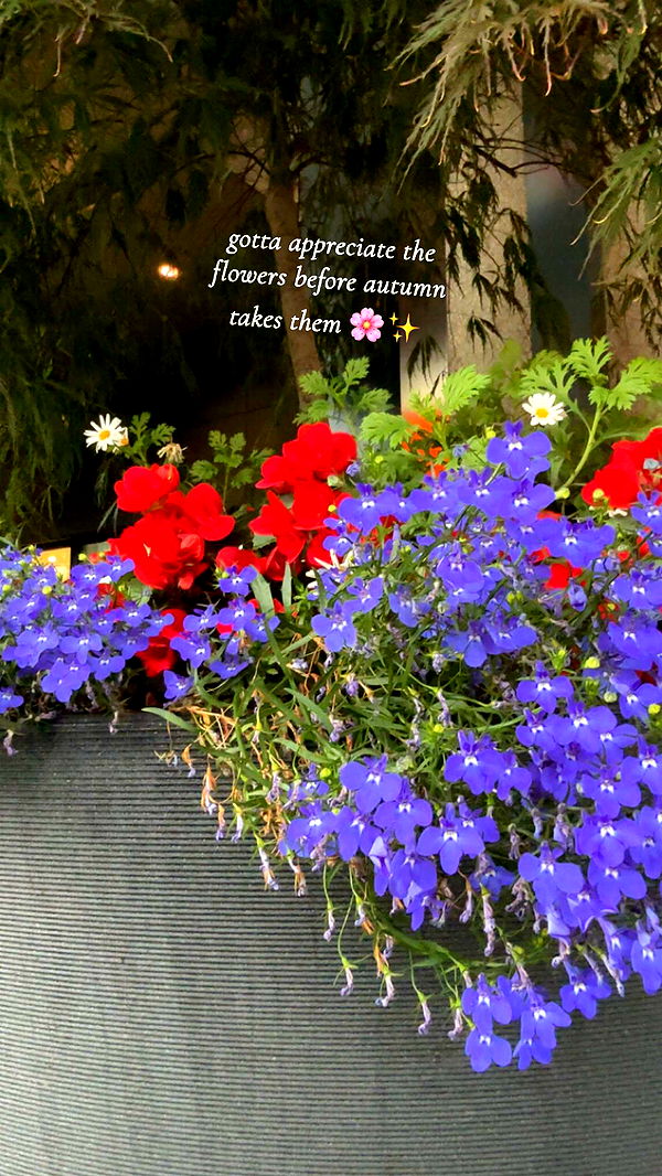 xeliabunny image ~ Altpins