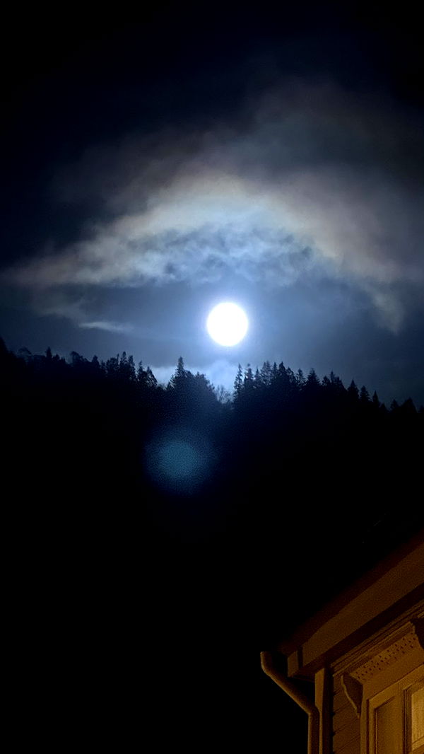 xeliabunny image ~ Altpins