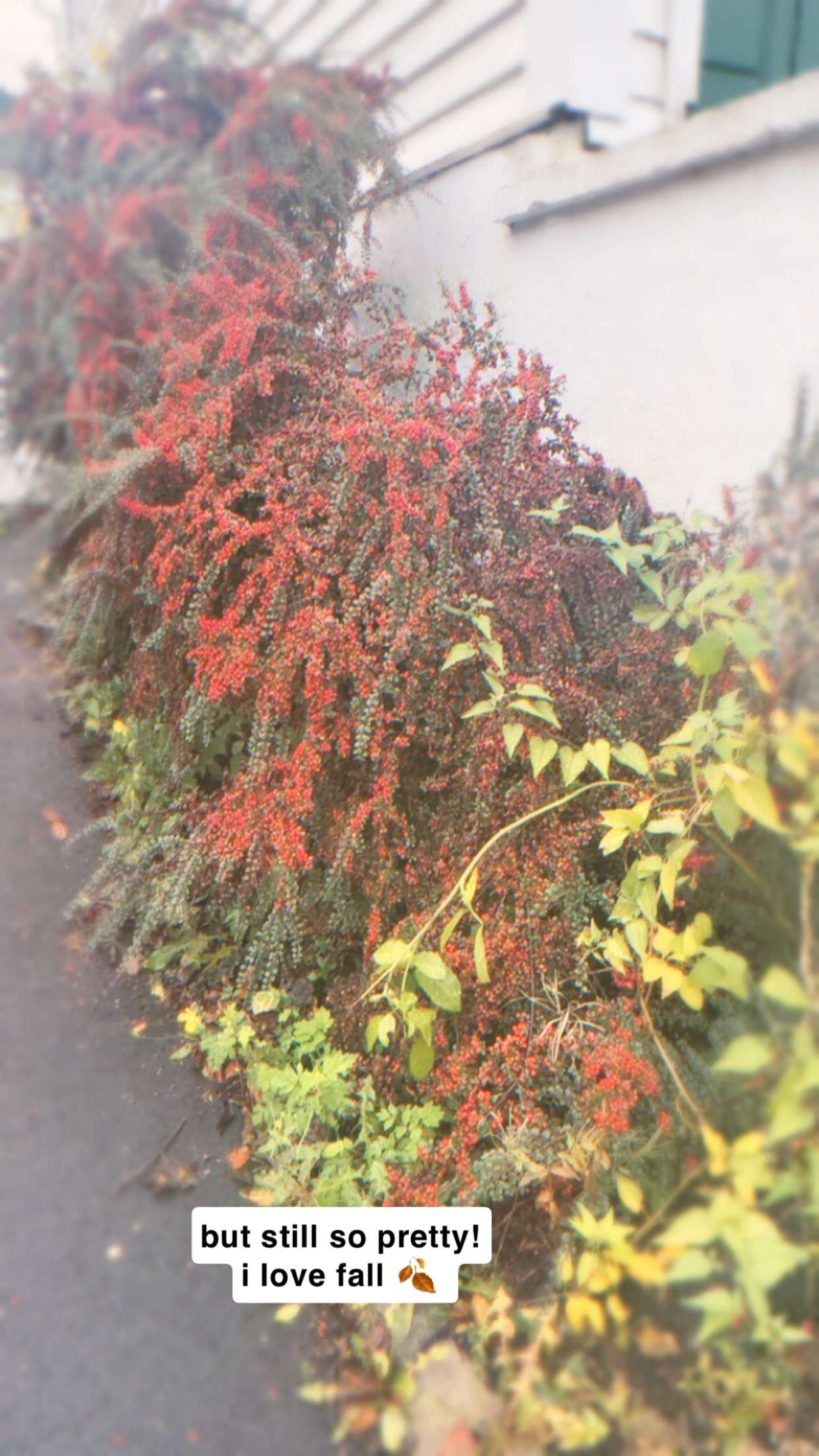 xeliabunny snapchat image archive image