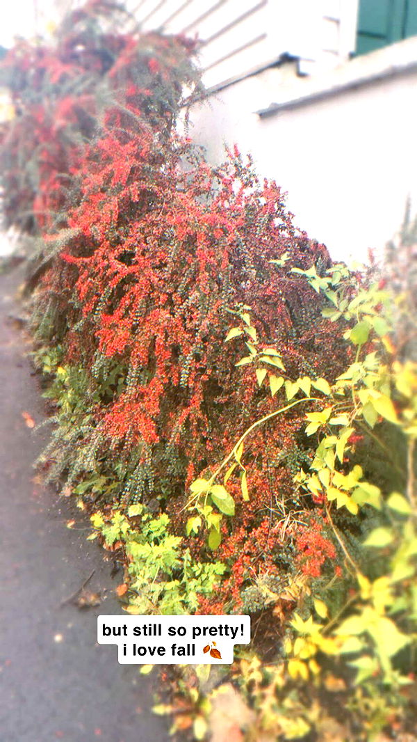 xeliabunny image ~ Altpins