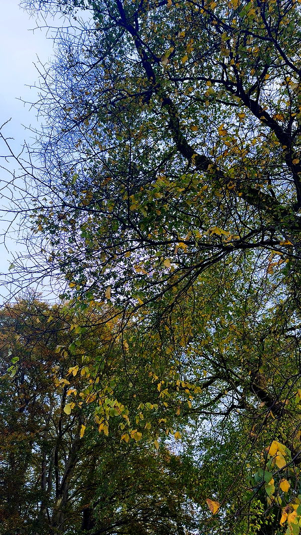 xeliabunny image ~ Altpins