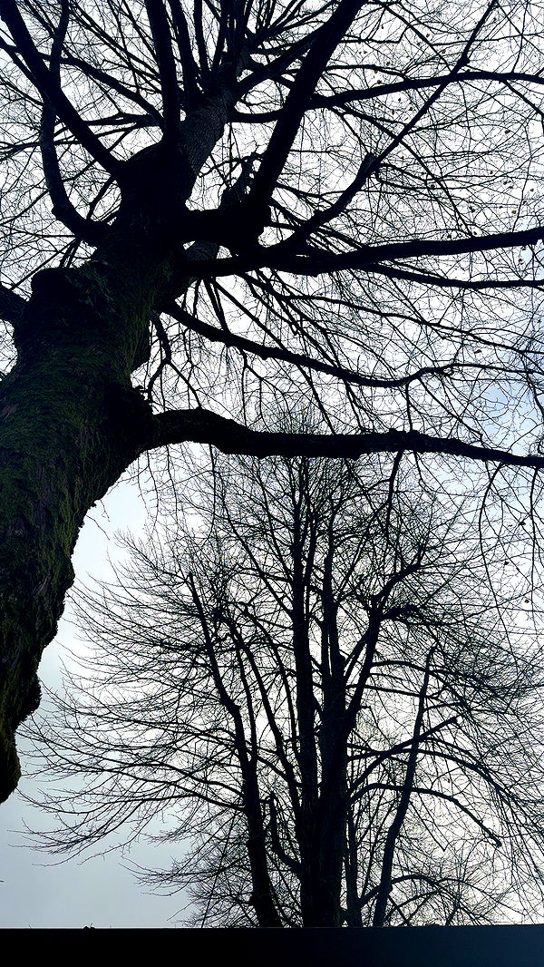 xeliabunny image ~ Altpins