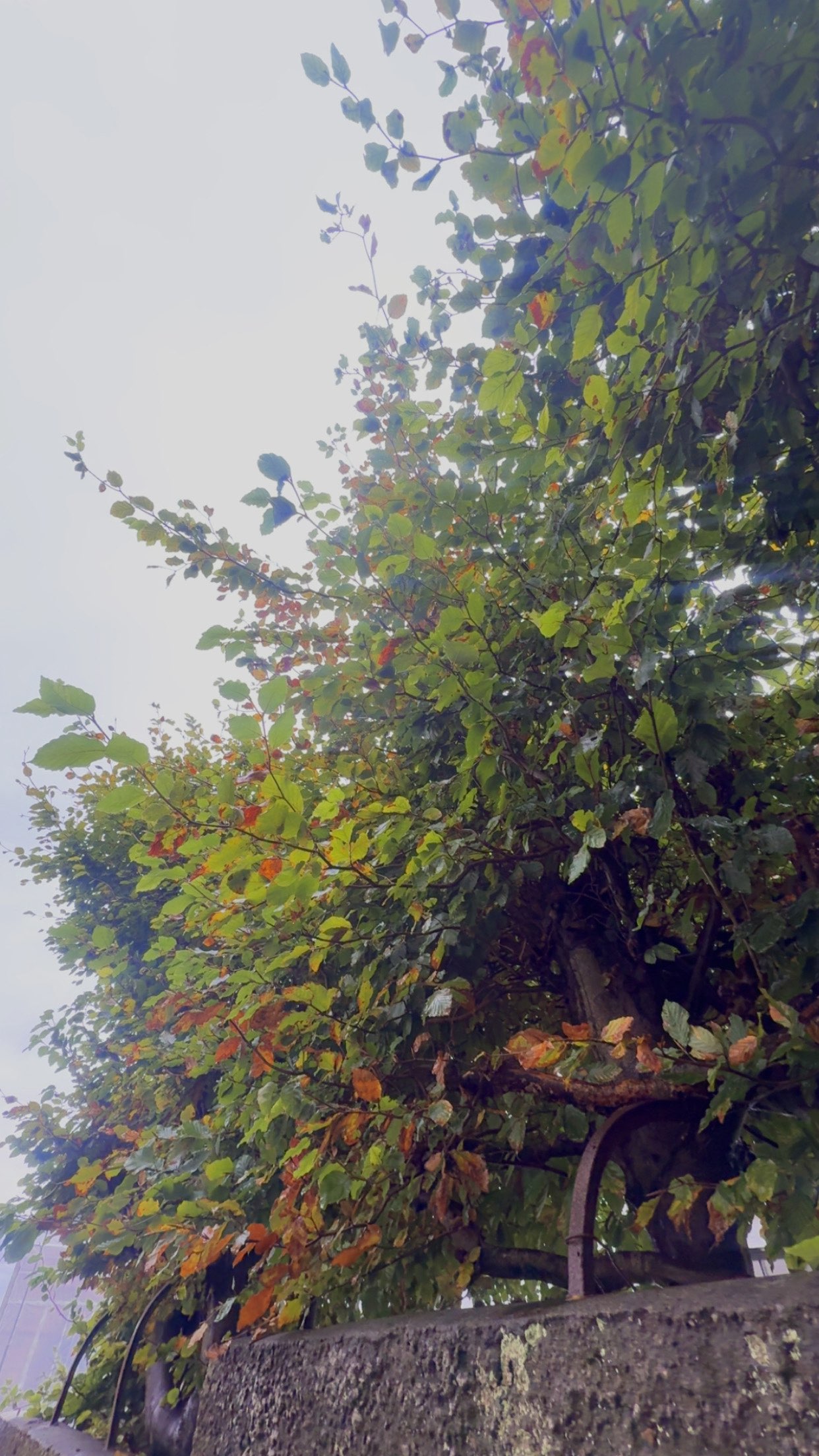 xeliabunny snapchat image archive image