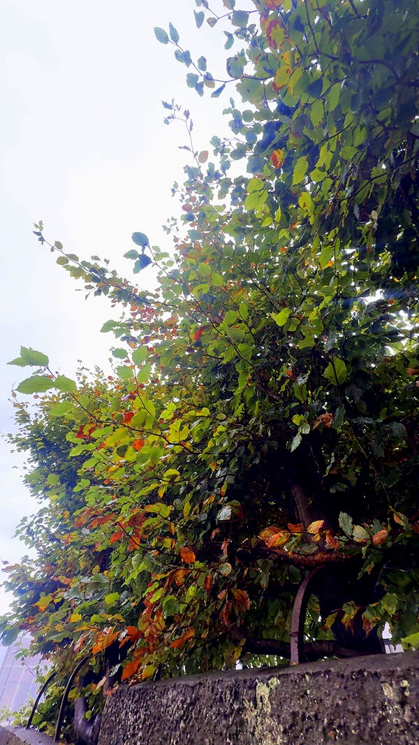 xeliabunny image ~ Altpins