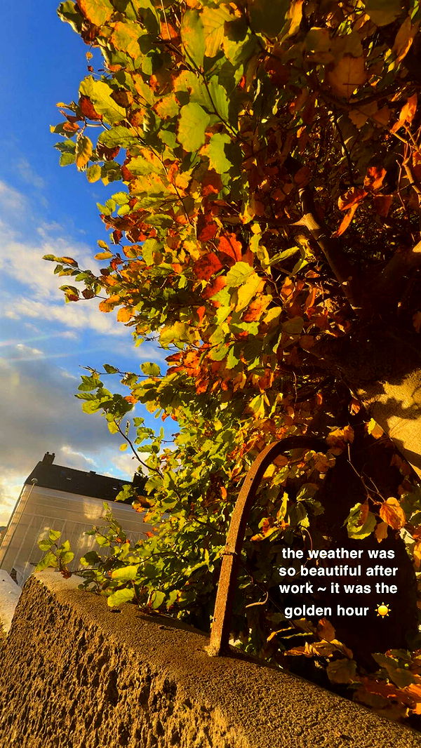 xeliabunny image ~ Altpins