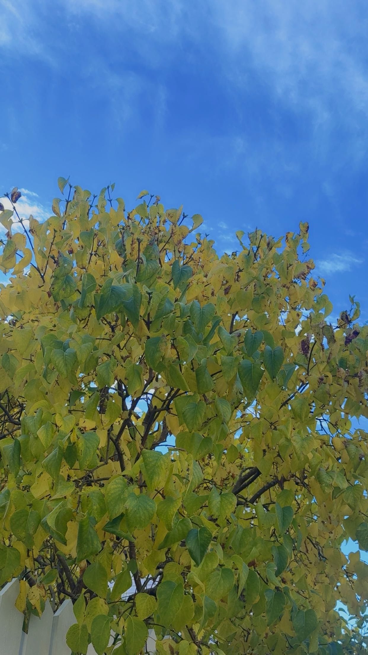 xeliabunny snapchat image archive image