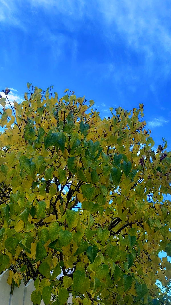 xeliabunny image ~ Altpins