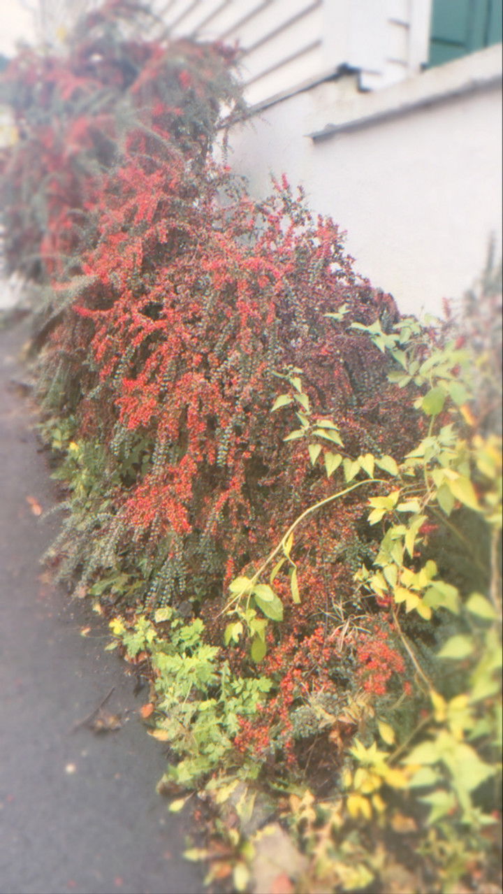 xeliabunny snapchat image archive image