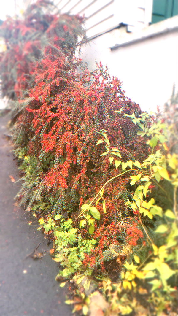 xeliabunny image ~ Altpins