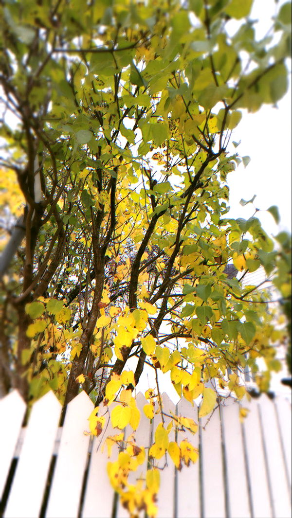 xeliabunny image ~ Altpins