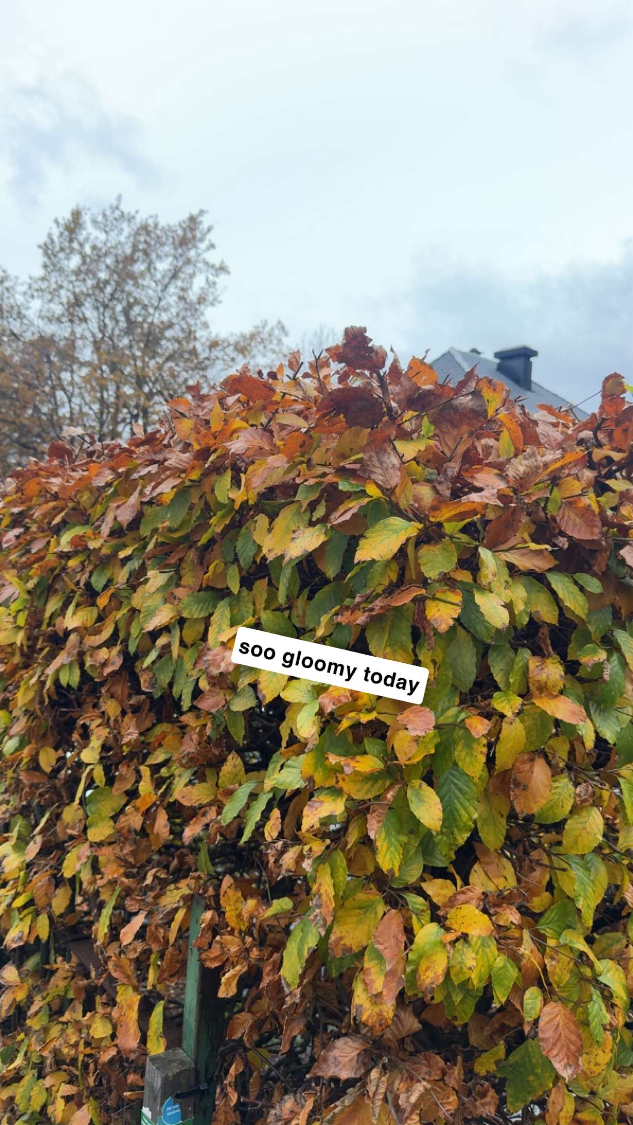 xeliabunny snapchat image archive image