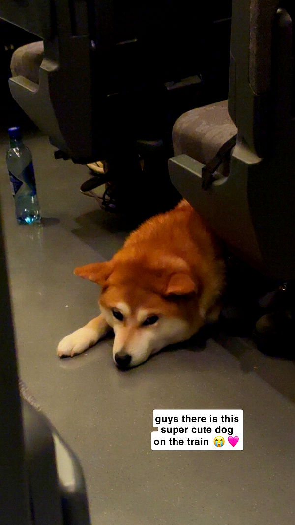 xeliabunny image ~ Altpins