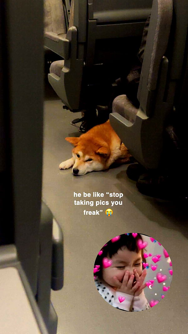 xeliabunny image ~ Altpins