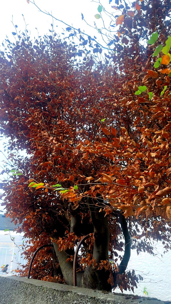 xeliabunny image ~ Altpins