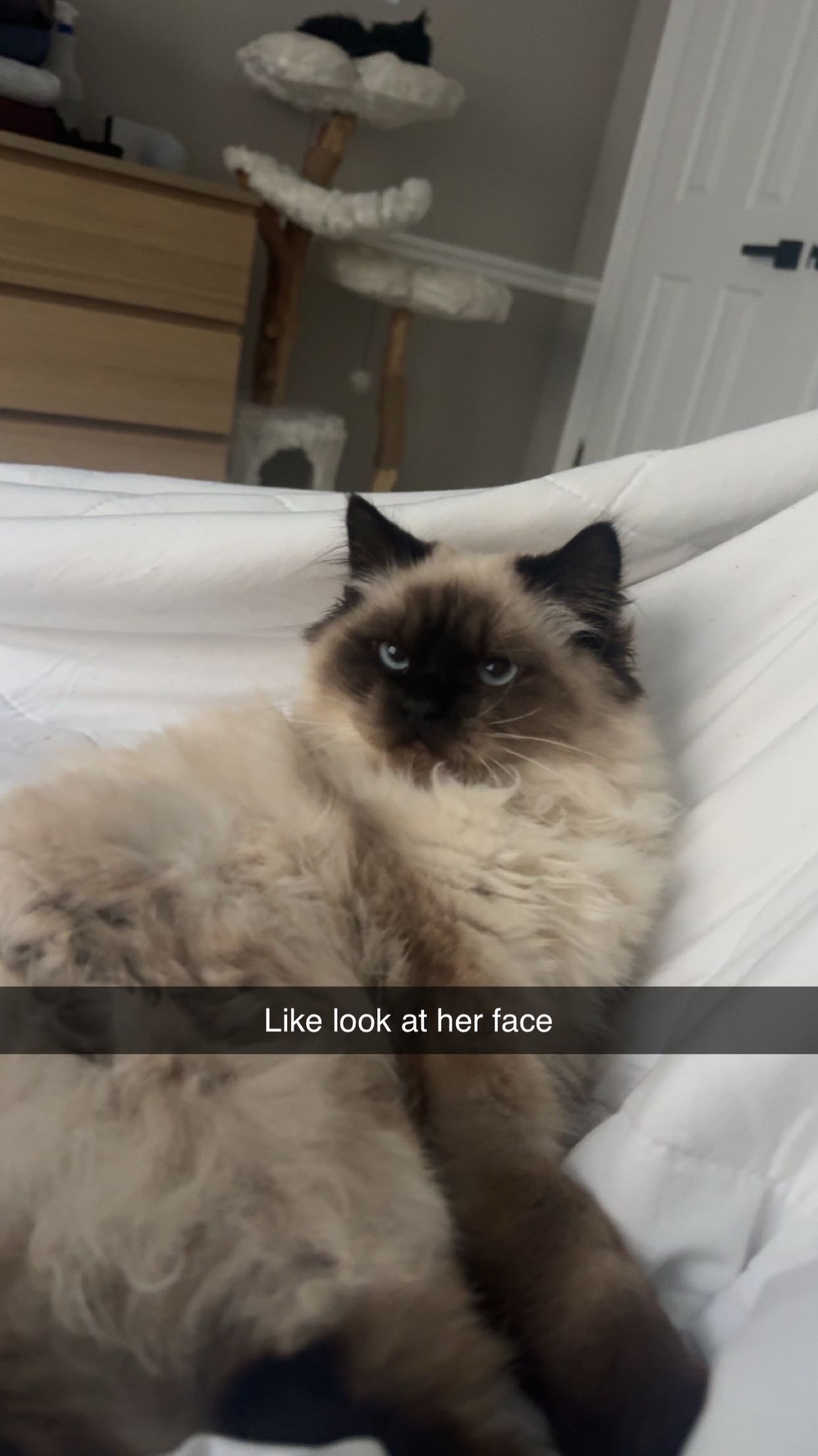 xxxtinacarmella snapchat image archive image