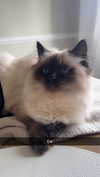 xxxtinacarmella Altpins Profile Picture