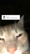 xxxtinacarmella Altpins Profile Picture